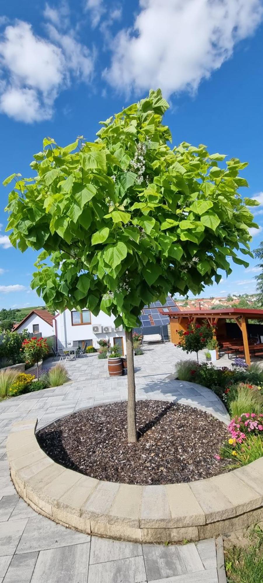 Penzion U Buštíků Sardice Exterior foto